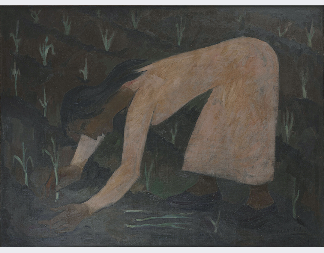 Trasplante de cebollines